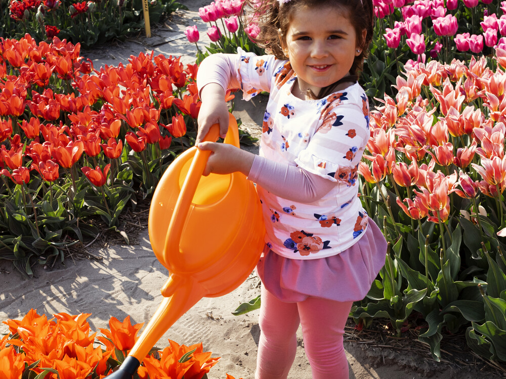 tulip fields amsterdam tour