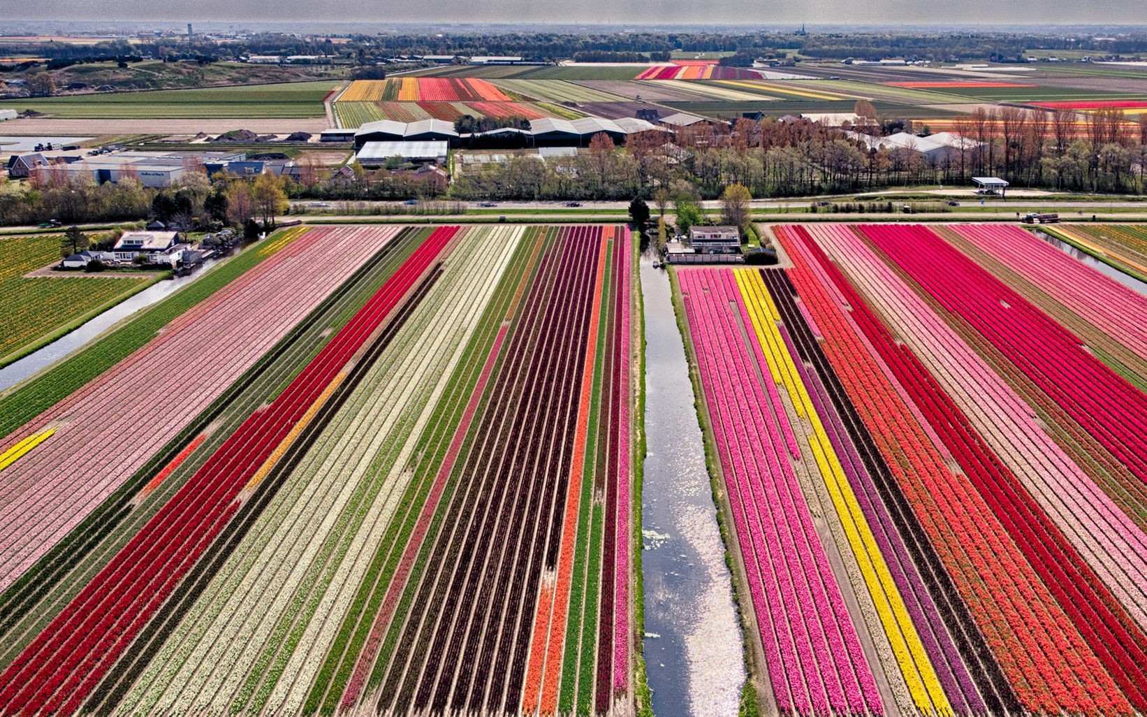 Waar vind ik de mooiste tulpenvelden in Nederland 0002