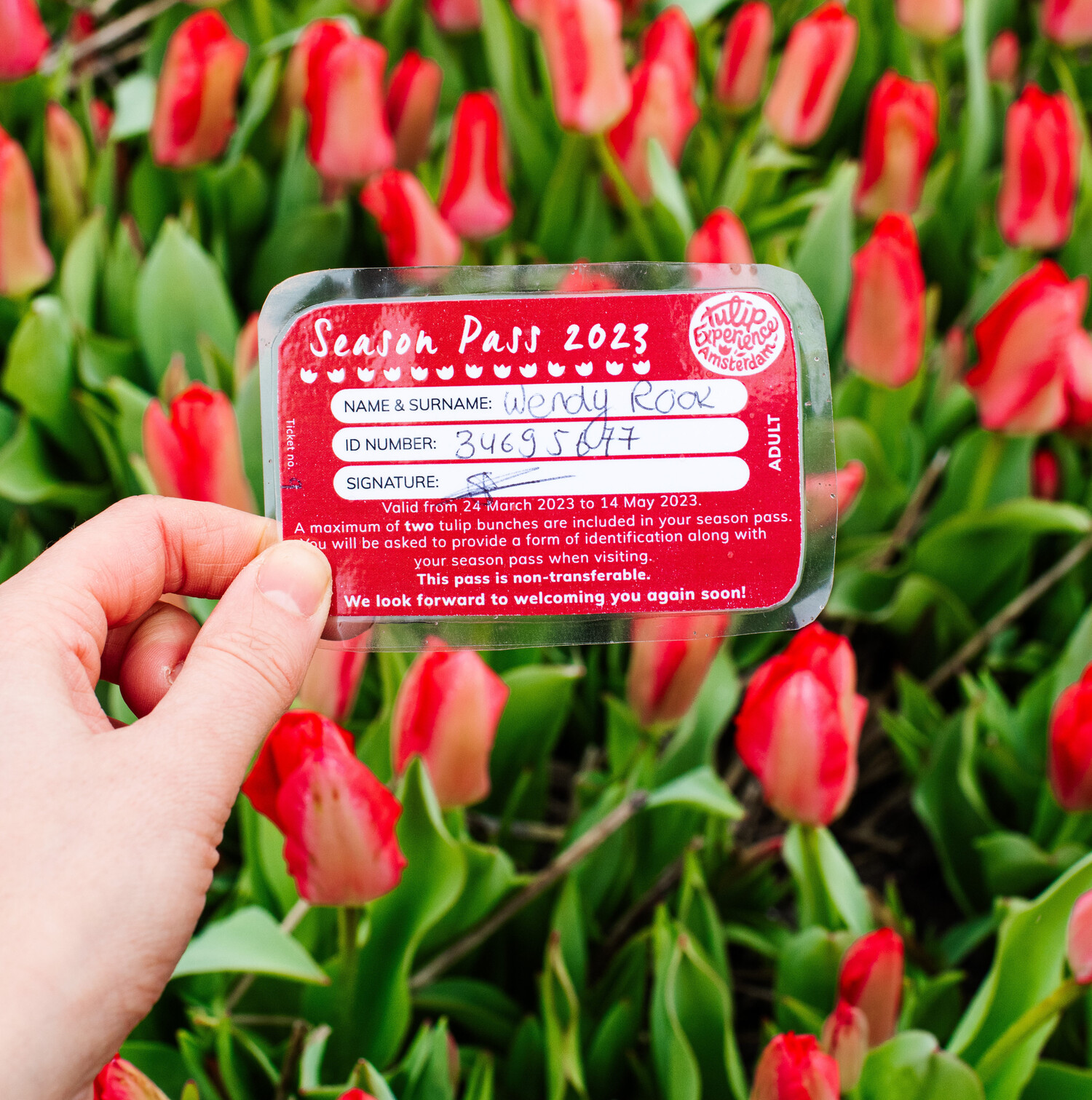 Rode tulpen achter de Tulip Season pas (Tulpen Seizoens Kaart. Ervaar de showtuin. Bestel online of haal op bij het ticketkantoor. Laat zien bij ingang. Tulpen velden Amsterdam