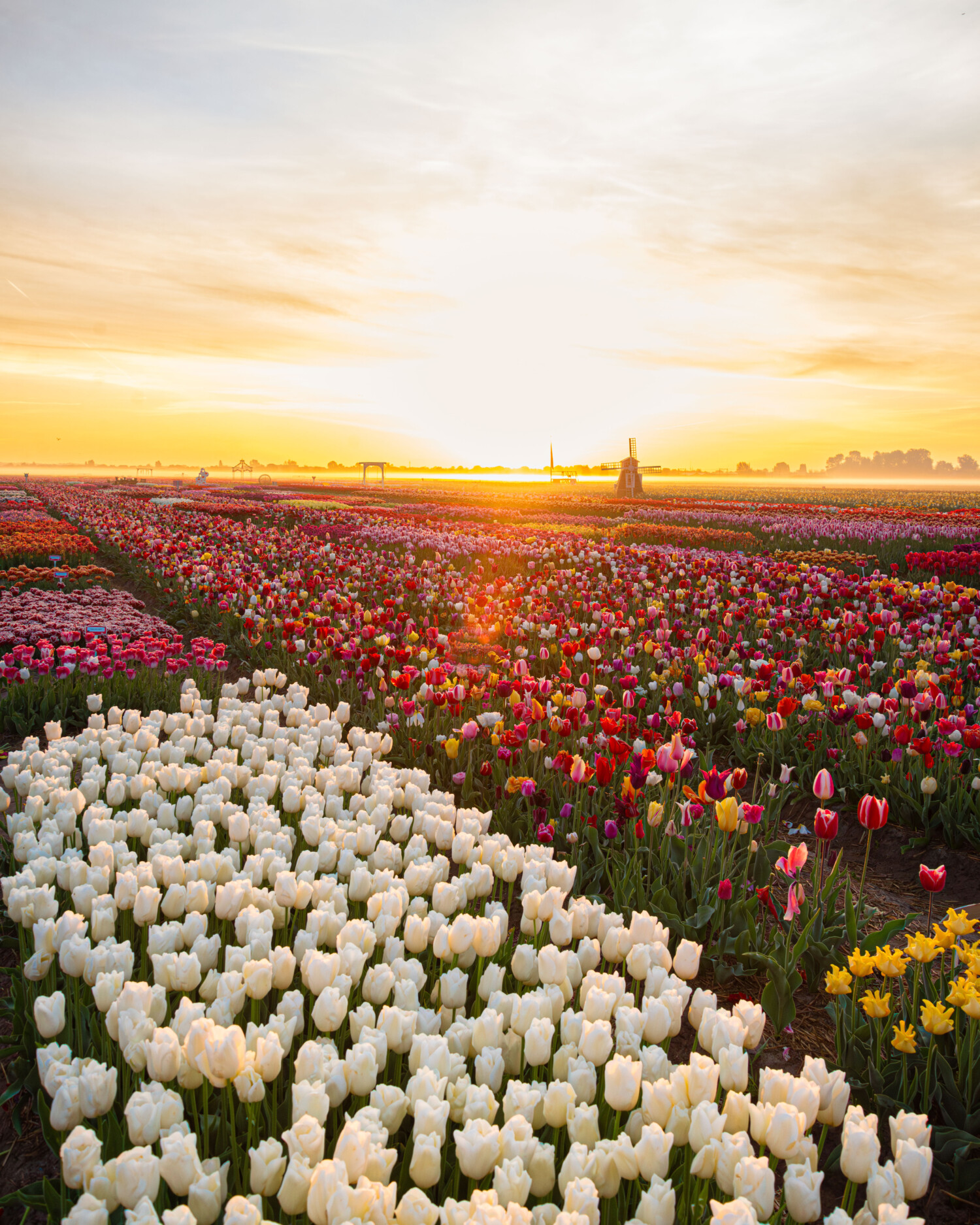 Fotoshoot tulip garden