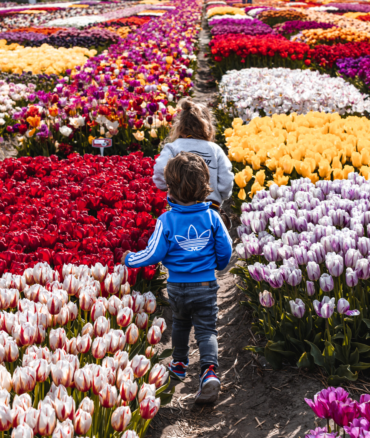 Kinderen verkennen een tulpenveld, omringd door kleurrijke tulpen. Magisch avontuur in Nederland. Gratis toegang tot de culturele ervaringen van Amsterdam. Keukenhof tulpen