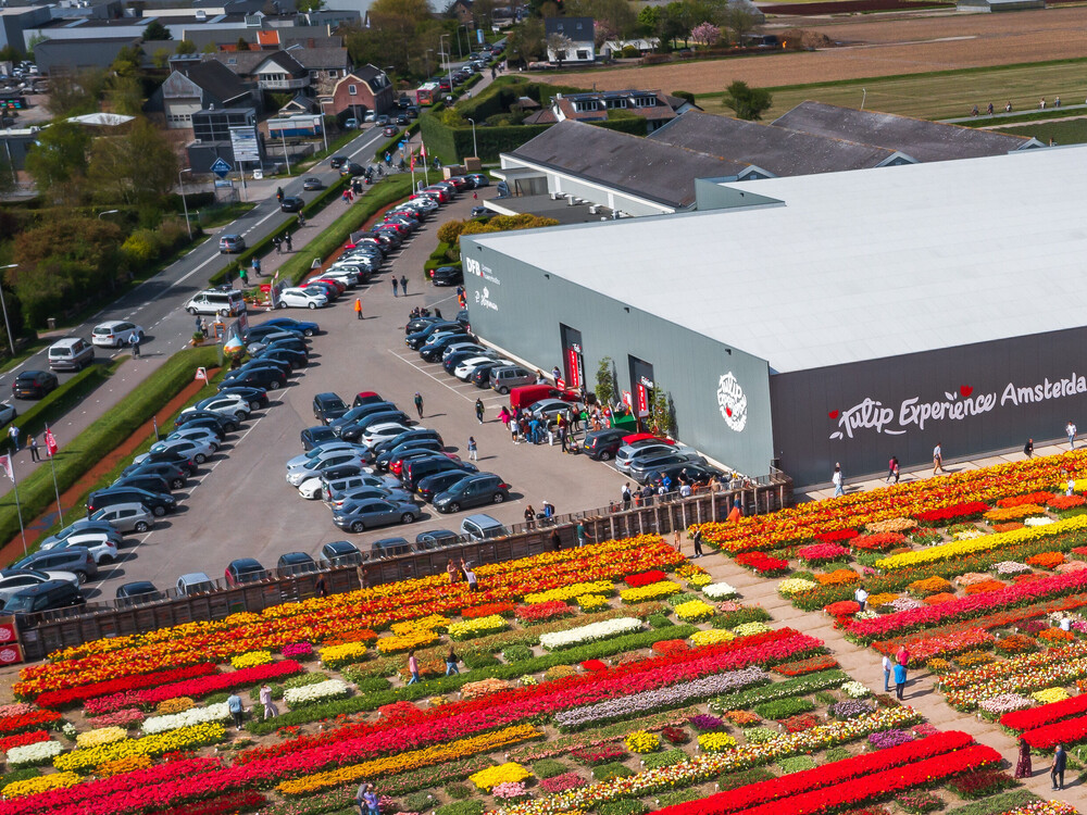 tulip fields amsterdam tour