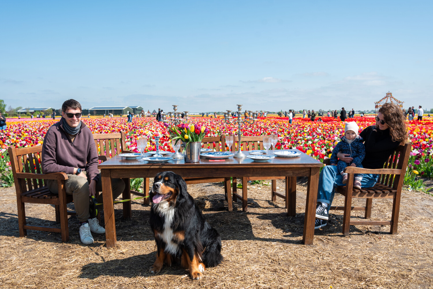 Honden toegestaan in tulpenveld
