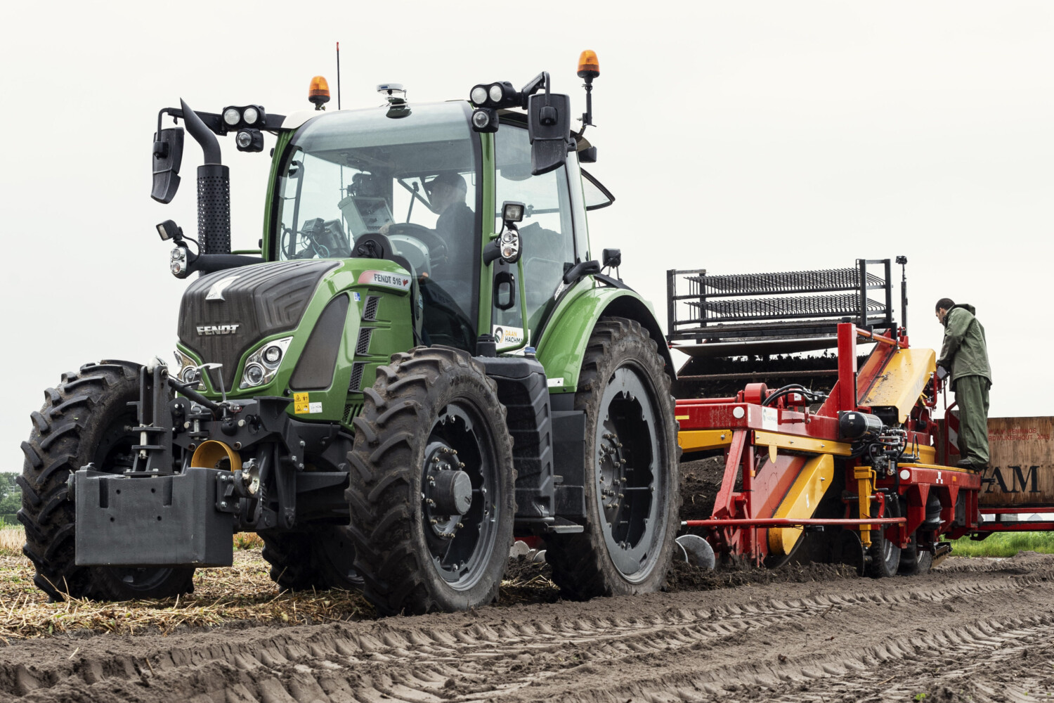 Tulpen planten en tulpen oogsten