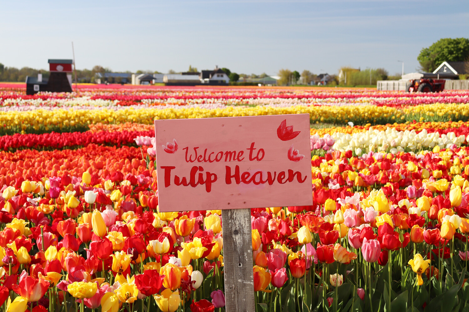 "Welcome to Tulip Heaven" bord in de velden van Lisse met een molen. Ontdek bloemenvelden, wandeltochten, molentochten en meer in Nederland. Verken de bezienswaardigheden van Amsterdam en attracties in de buurt.