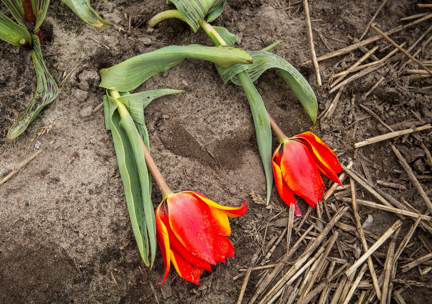 Verpletterde tulp in Nederlandse Bollenstreek, toerisme beschadigt de tulpenvelden. Selfie-obsessie schaadt tulpenvelden, waarbij de teler word beschadigd. Keukenhof amsterdam