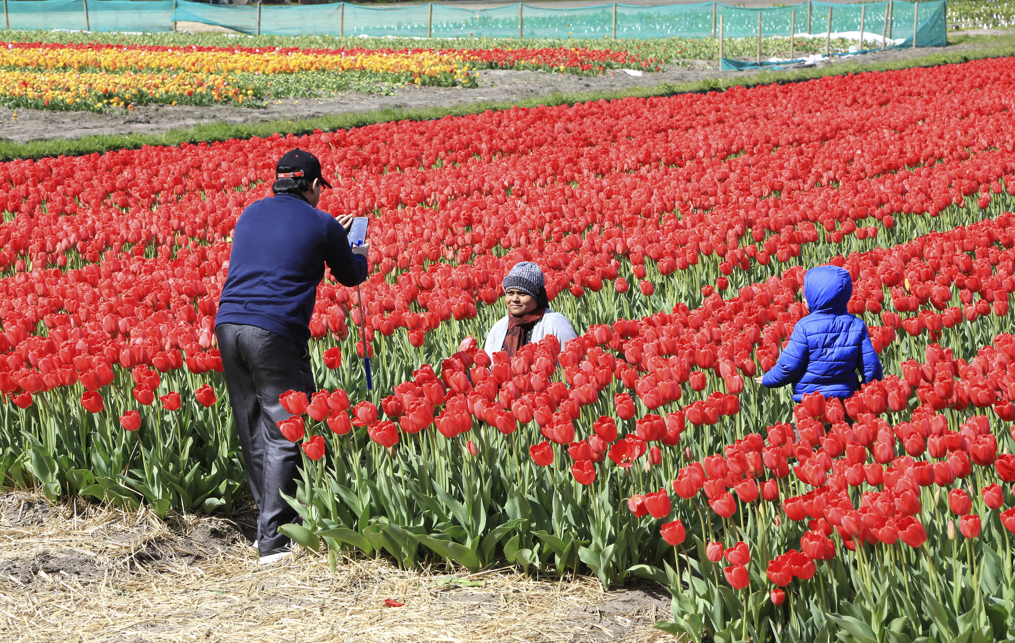 Afbeelding tussen rode tulpen, toeristen in een tulpenveld, man en vrouw die foto's maken, kind tussen het tulpenbollenveld, tulpervaring in Amsterdam, evenementen in Noordwijkerhout, Nederlandse culturele en buitenactiviteiten. Verken de Nederlandse cultuur.